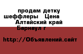 продам детку  шеффлеры › Цена ­ 150 - Алтайский край, Барнаул г.  »    